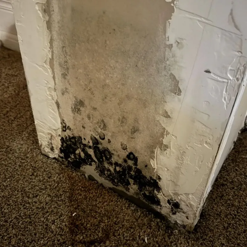 Professional Mold Removal in Wellborn, FL